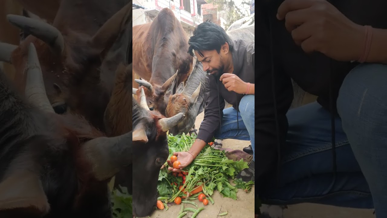 Cow Animals Nahi Ye hamari Maa hai hamari Sanskriti hai..Inhi Se Hum Sabka Jeevan Hai Jai Gau Maa#