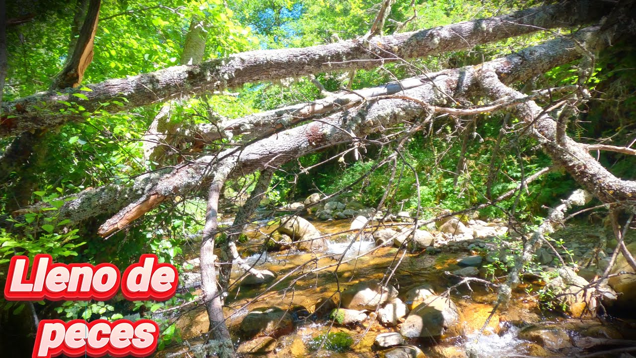 Encontre un pequeño arroyo  de agua cristalina y peces salvajes | Estaba lleno de truchas