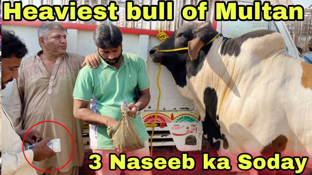 90 Lakh Wale Bachro Ka Soda Kar Liya Farhan Bhai  2023 Ka Liye 😍| Naseeb Ka Soday|Multan Cow Mandi