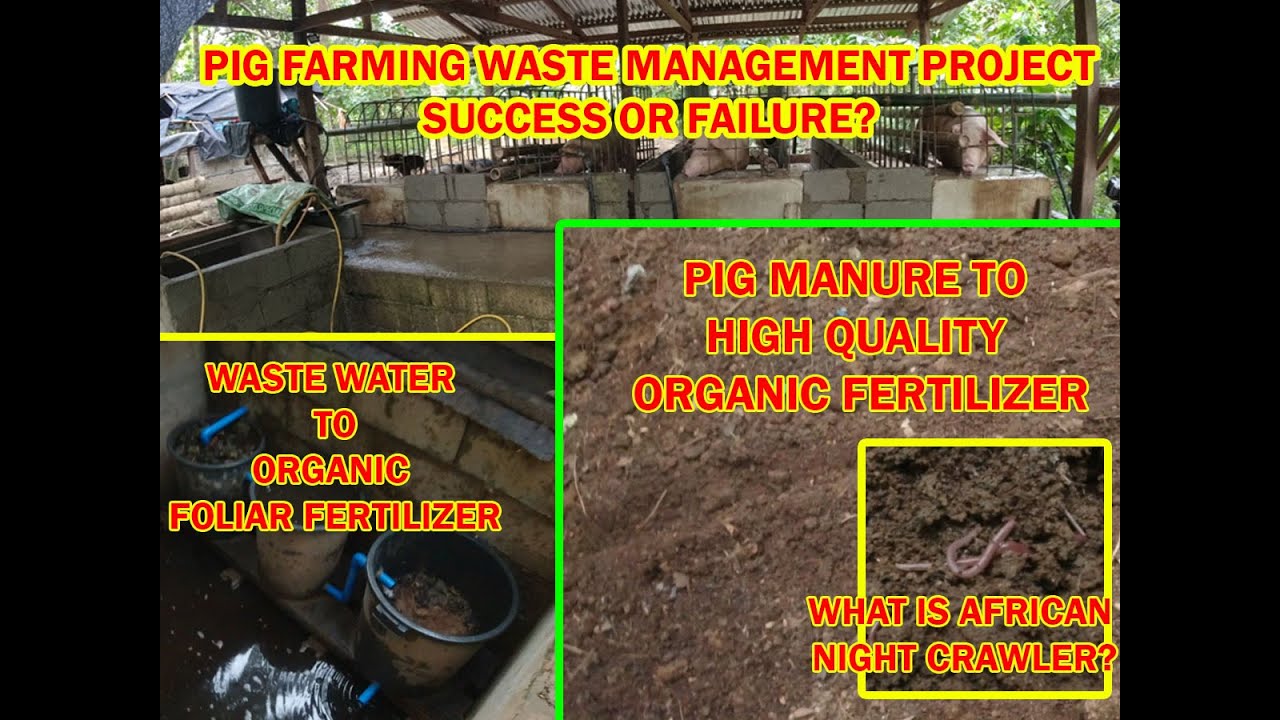 PIG FARMING | WASTE MANAGEMENT UPDATE | PIG WASTE CONVERT INTO HIGH QUALITY ORGANIC FERTILIZER