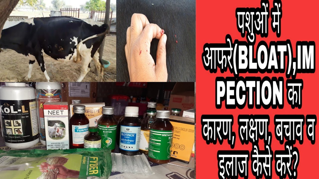 पशुओं में आफरे(BLOAT),IMPECTION का कारण, लक्षण, बचाव व इलाज कैसे करें ? BLOAT in cattle