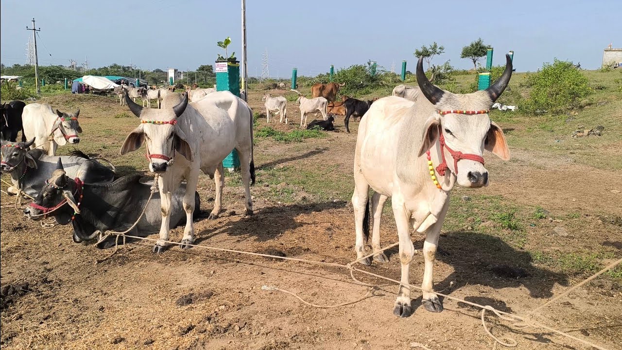 રામ લખન ન જેવી જોડી હો એક જુવો ને એક ભુલો કચ્છ ના કાંકરેજ ગોધલા સાવ સસ્તા ને સાવ સોજા ..#viralvideo 
