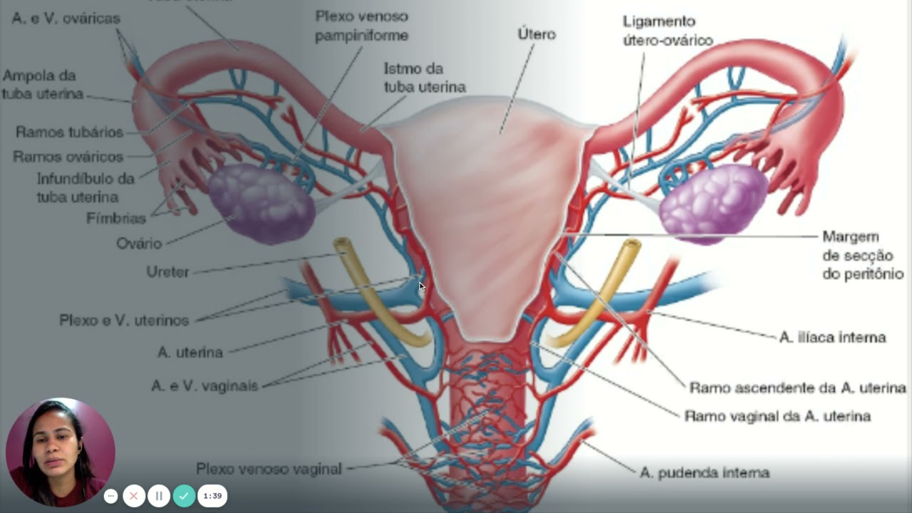 Vascularização uterina