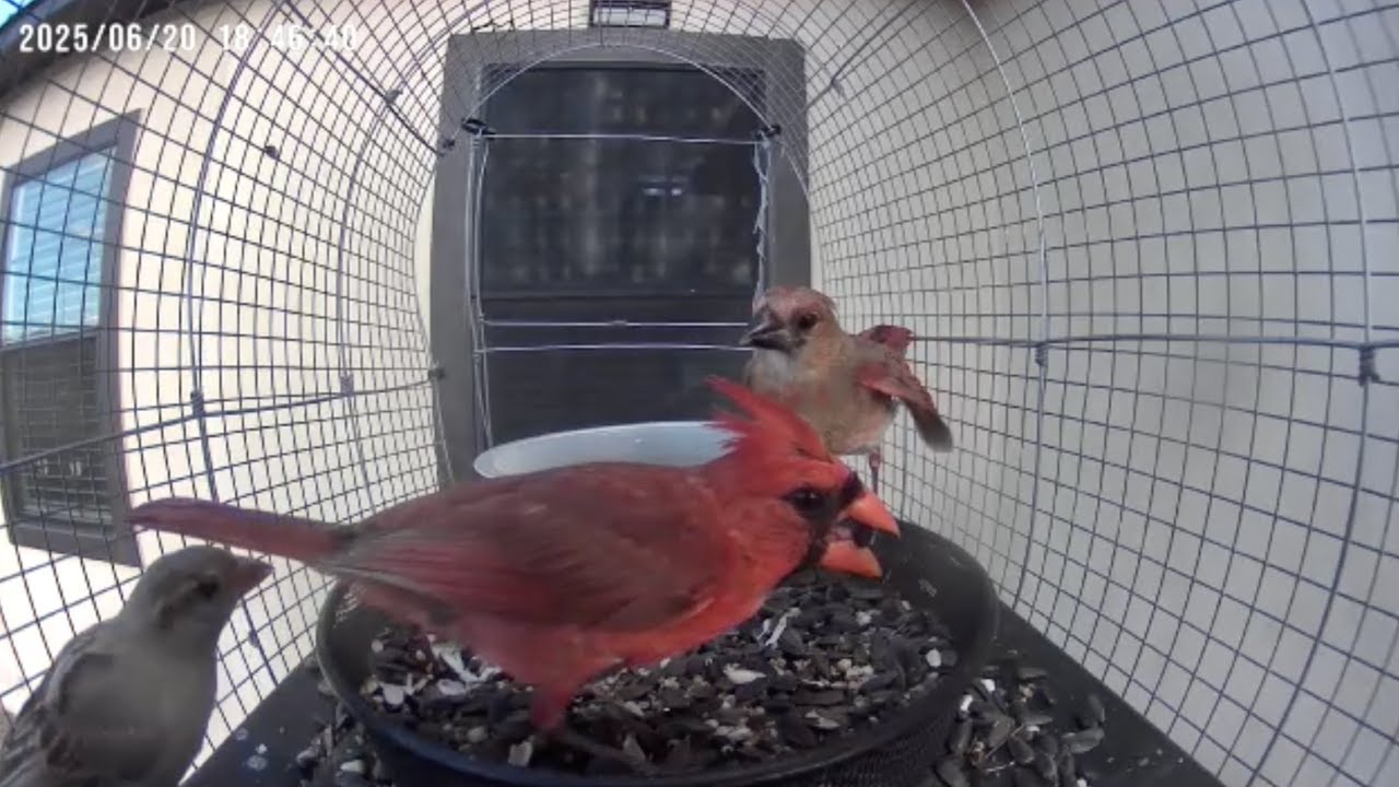 Sparrow Interrupts Cardinal Feeding a Fledgling