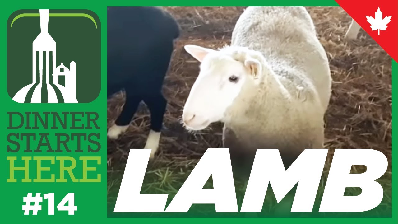 Meet a Lamb Farmer With A Feedlot - Farm 14 - Dinner Starts Here