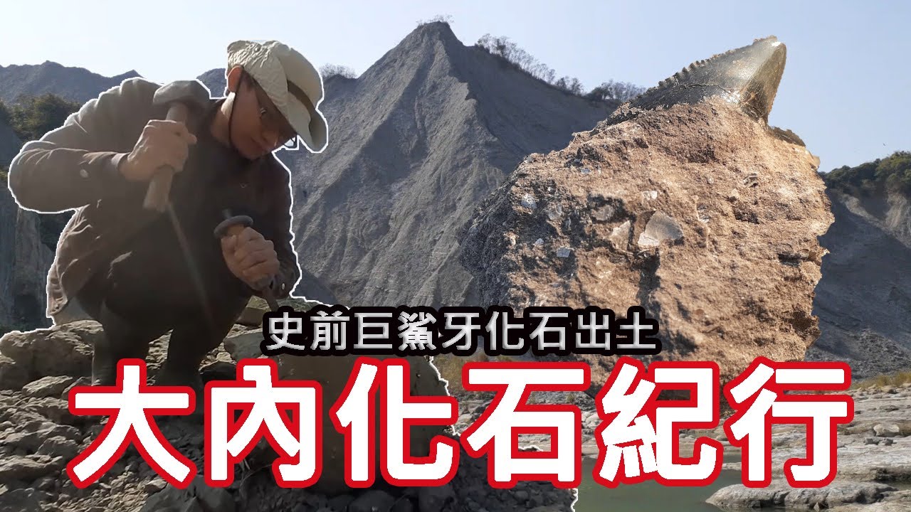 史前巨大虎鯊牙化石出土!!!台南大內化石紀行|方塊酥