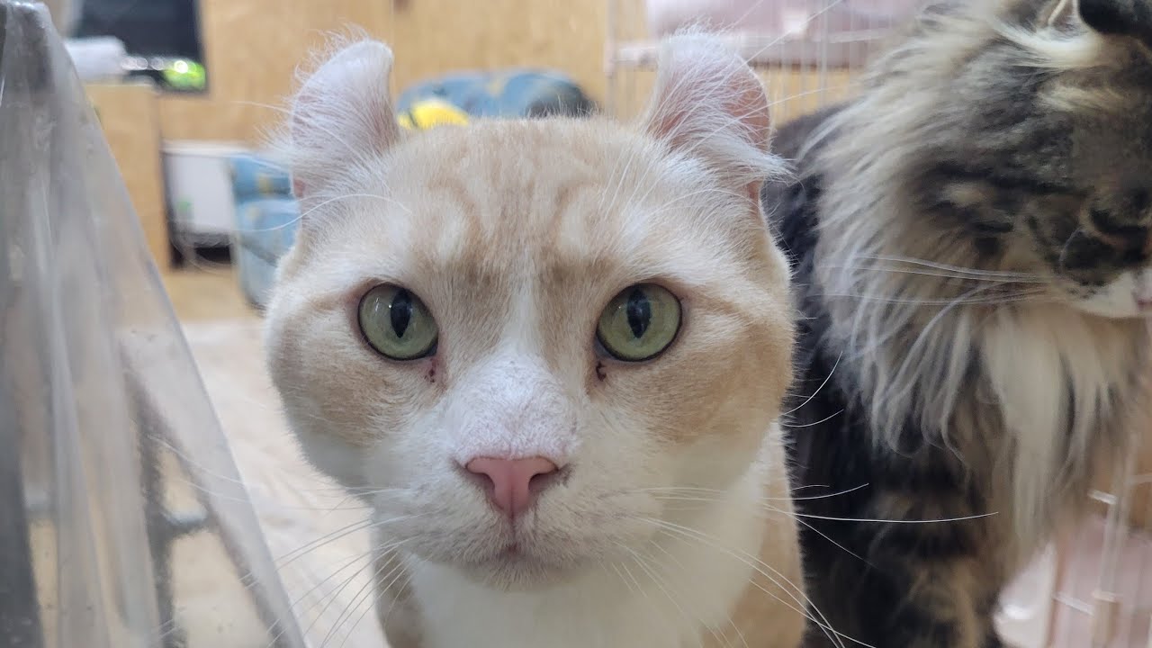 【猫の拡張型心筋症…🐱16日目…選挙の行方と本当に動物を守れる法整備を…】Smile to Heart 【譲渡型保護猫カフェ】ねこまる がライブ配信中！