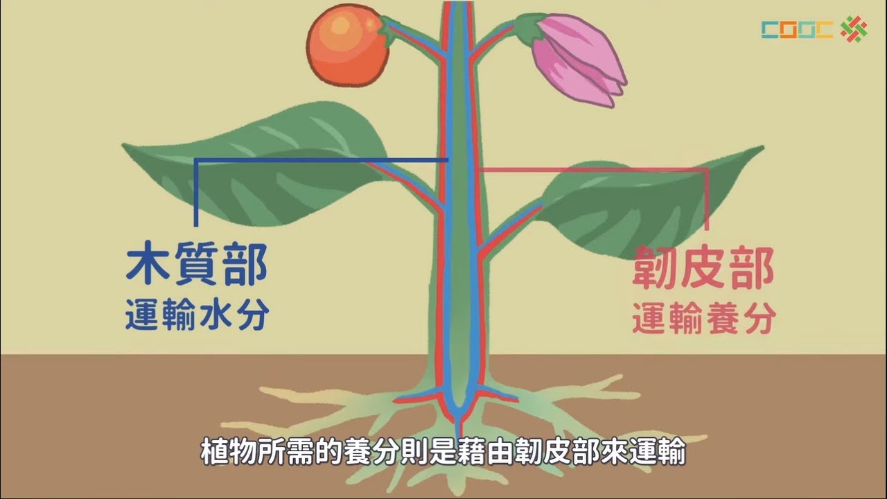 108新課綱｜七上生物｜【觀念】植物體內物質的運輸
