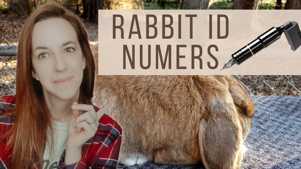 How To Tattoo A Rabbits ID Number