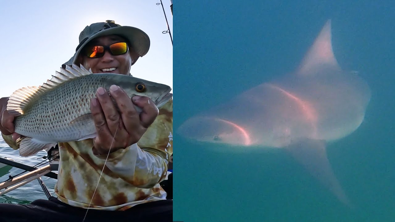 BRUTUS Sharks vs. Chunky Mangroves.  Wintertime Keys Strategies.