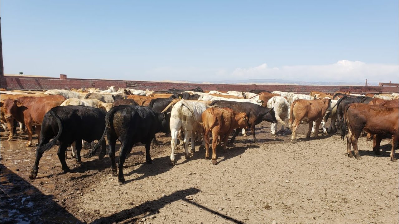 ES UNA MINA DE ORO.Compra venta de ganado