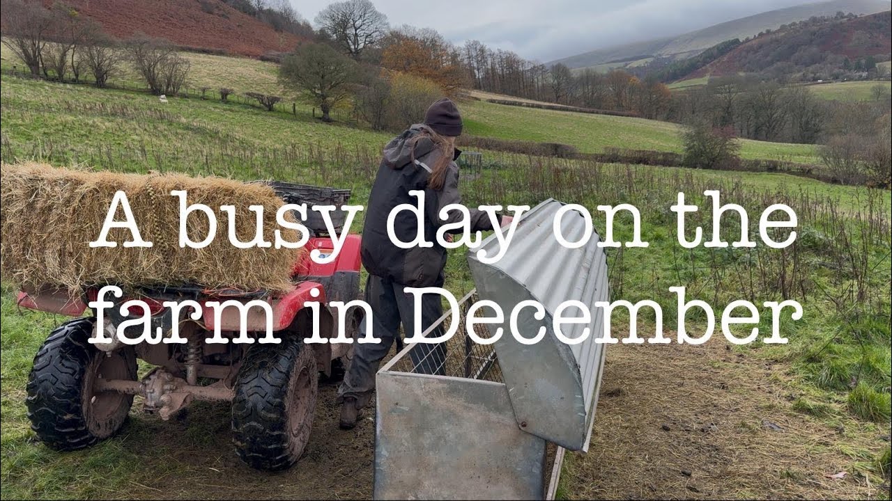 Day on the farm…sheep escaping, putting the machinery away for winter and more