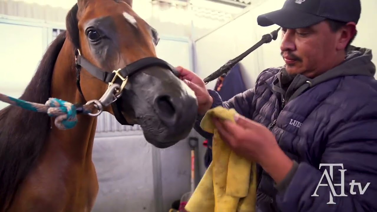 2022 Scottsdale Show - Preparing A Halter Horse