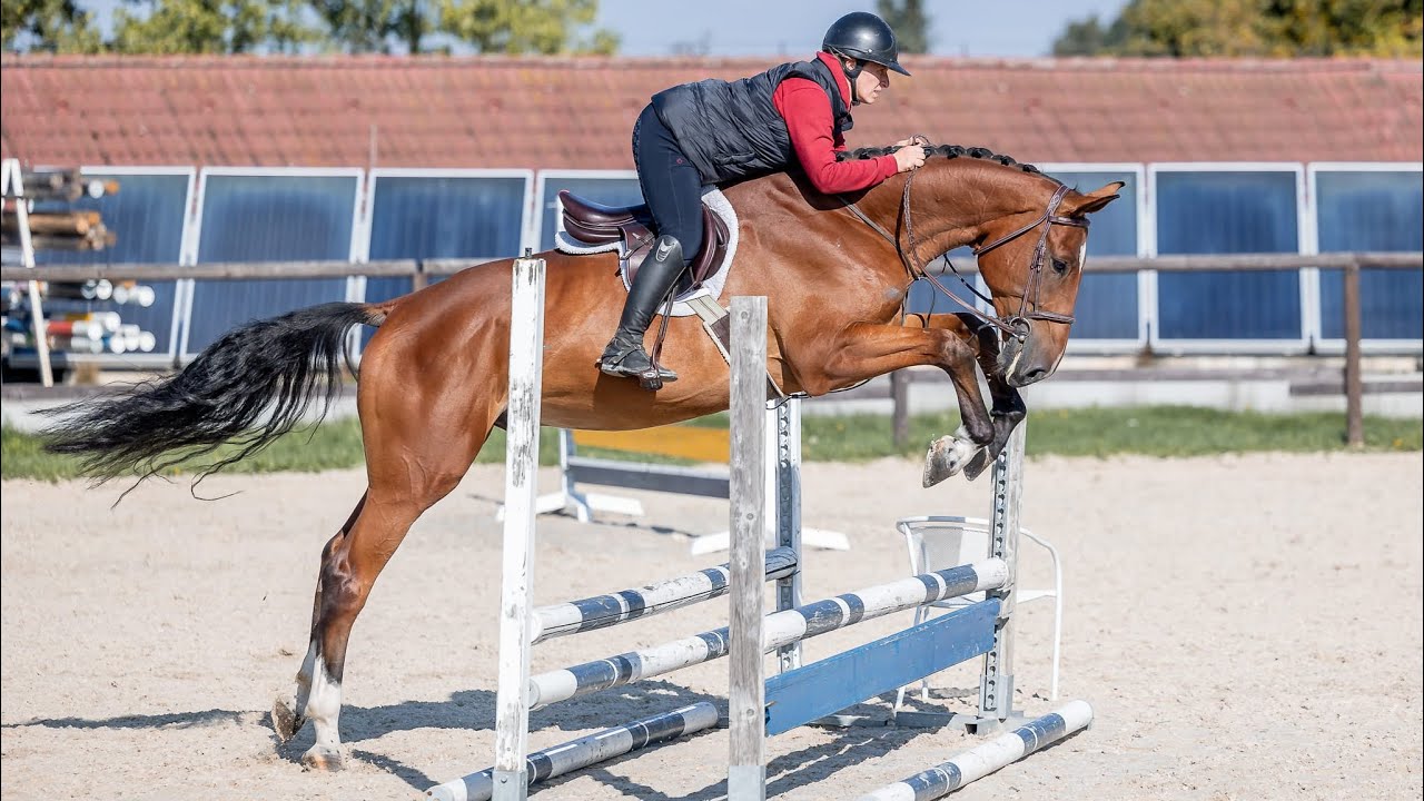 *TOP SAFE HUNTER*CHICCO, 2021, gelding by El Captain