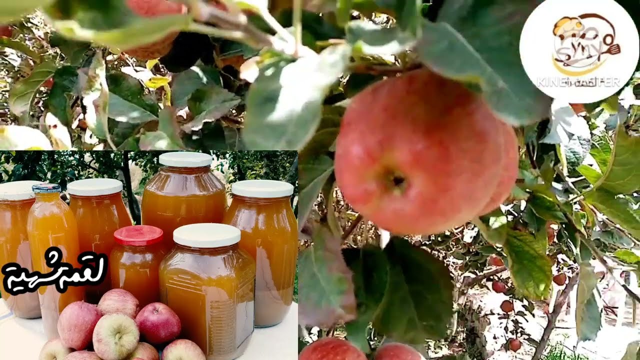 عملنا خل تفاح🍎🍏 شو الفرق بين الخمر والخل؟ اليوم انتهى موسم قطاف التفاح😕