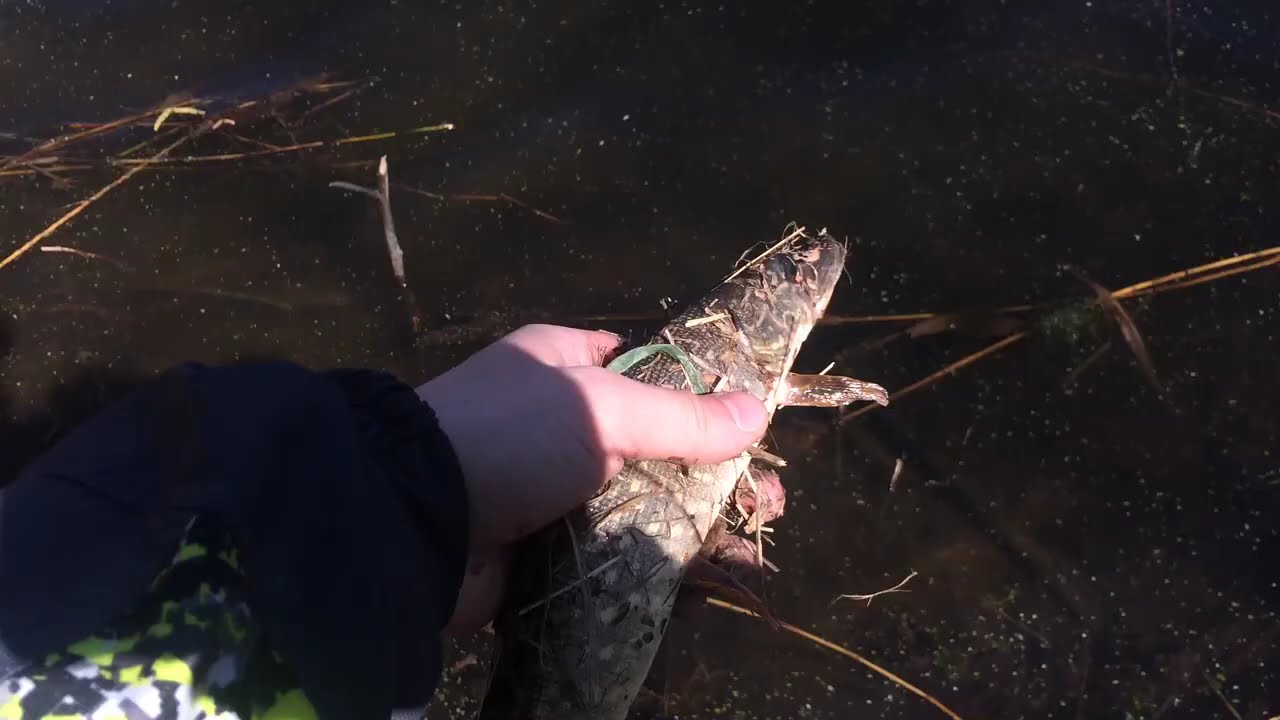 Щука на свободе
