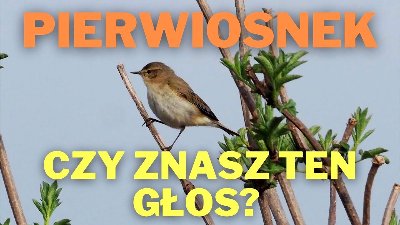 Pierwiosnek śpiew. Czy znasz ten głos?