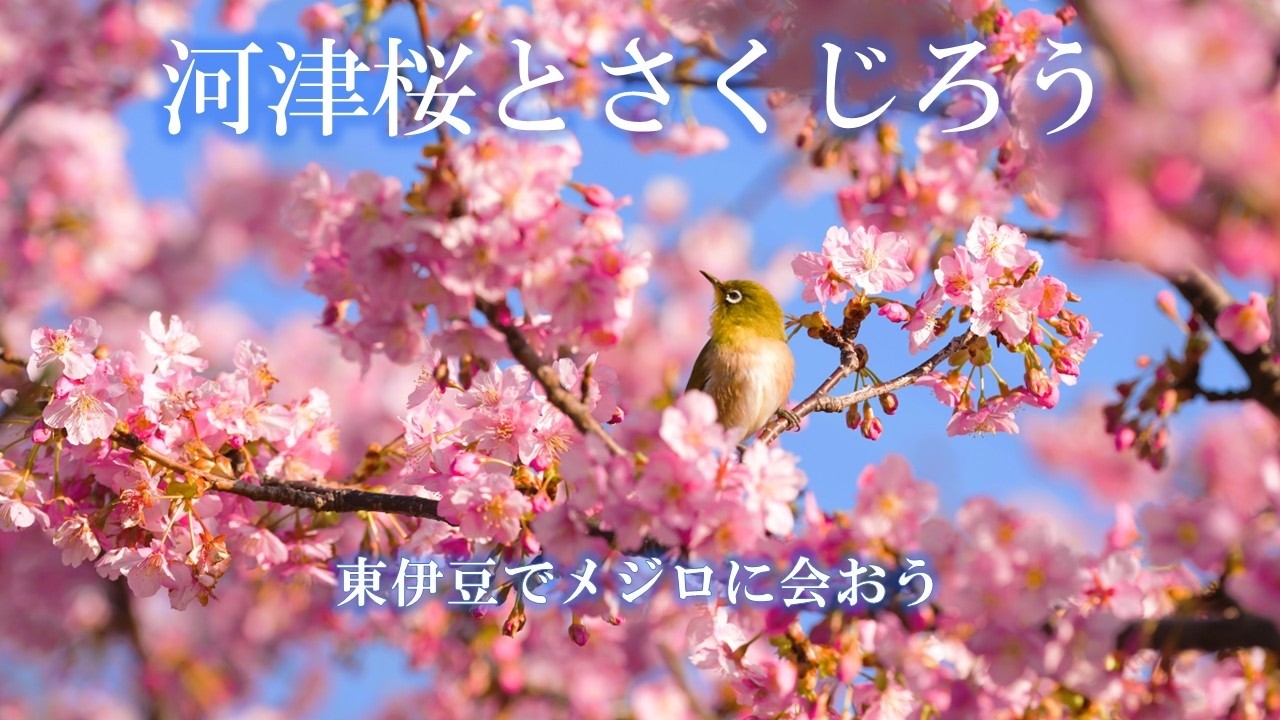 河津桜とさくじろう