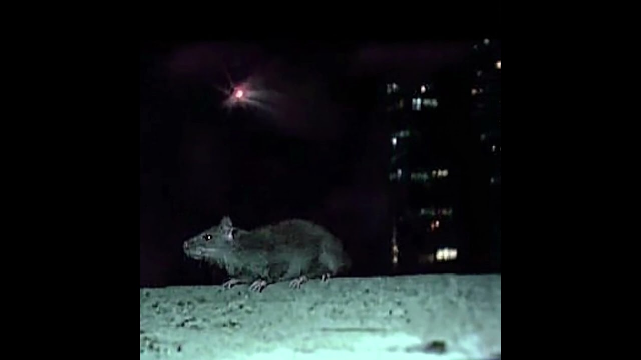 evryn - rats [album]