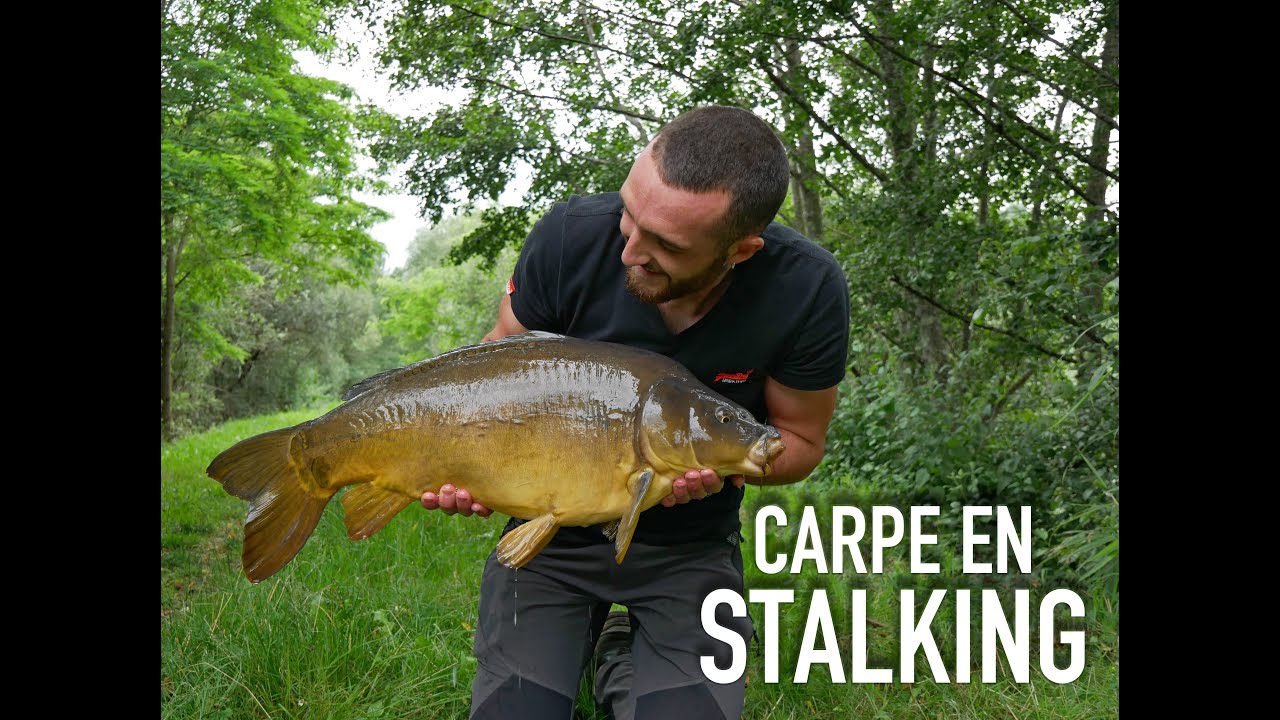 Pêche rapide de la carpe / Stalking à vue