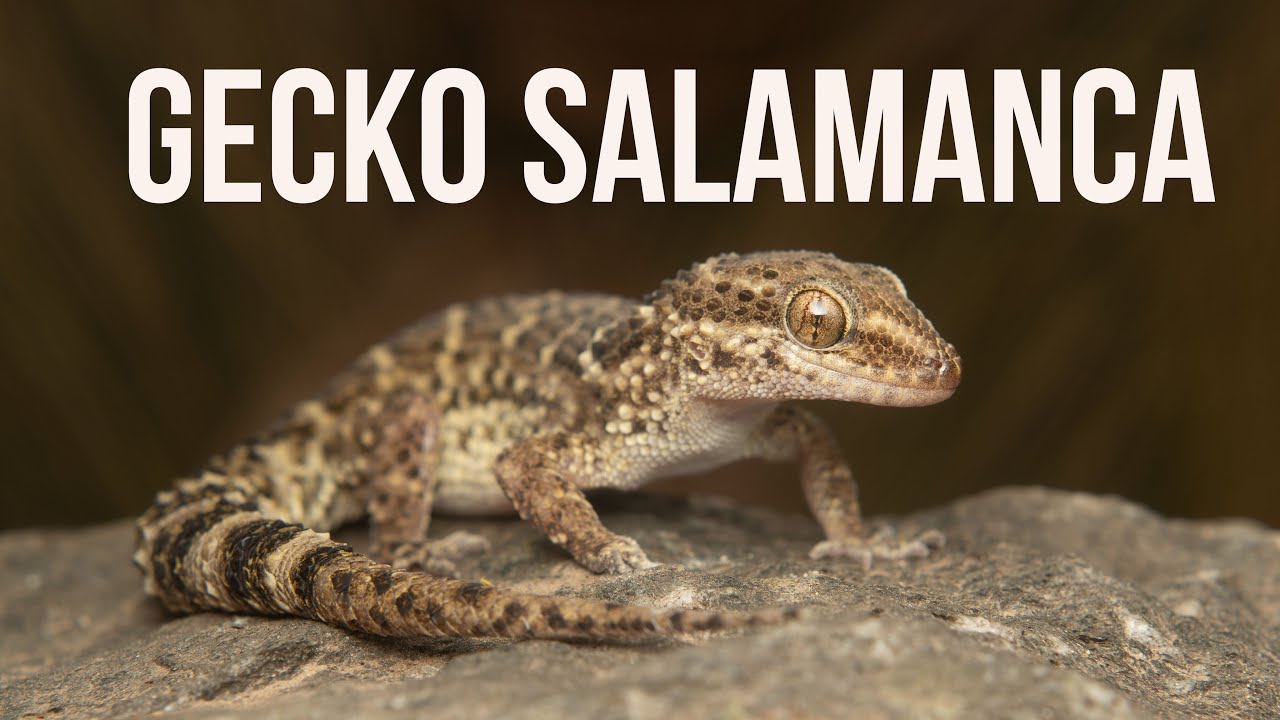 Chelco/Gecko Salamanca / Ututo Homonota horrida, Animales de tu jardín