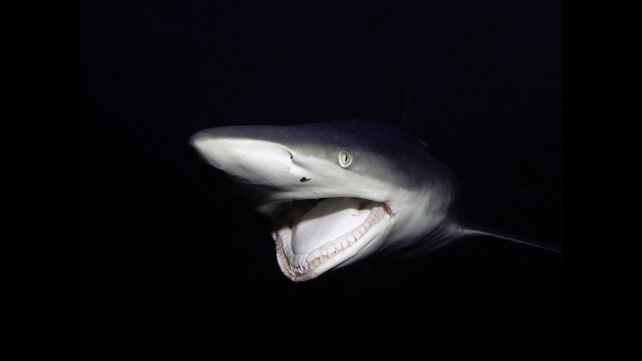 Scuba highlights from South Africa and Mozambique 4K