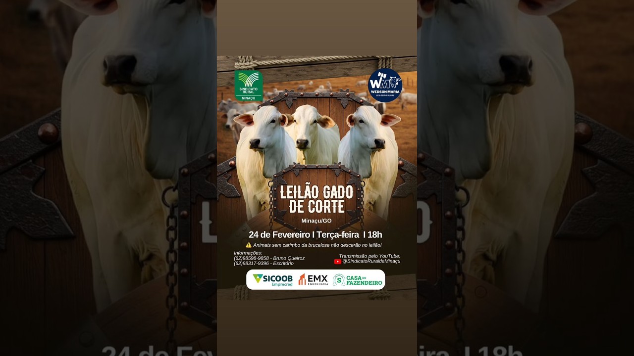 LEILÃO GADO DE CORTE - SINDICATO RURAL DE MINAÇU GO - 24/02/2026