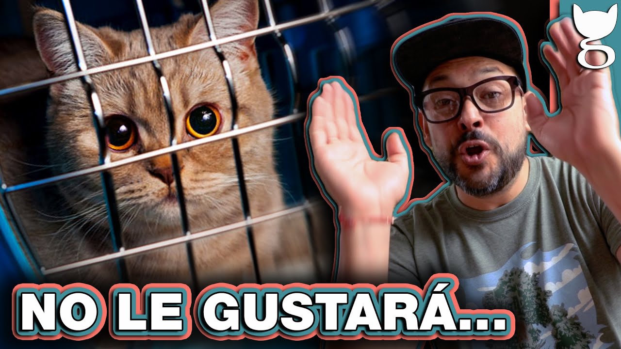 CÓMO VIAJAR CON MI GATO 😺 LA GATERÍA TV