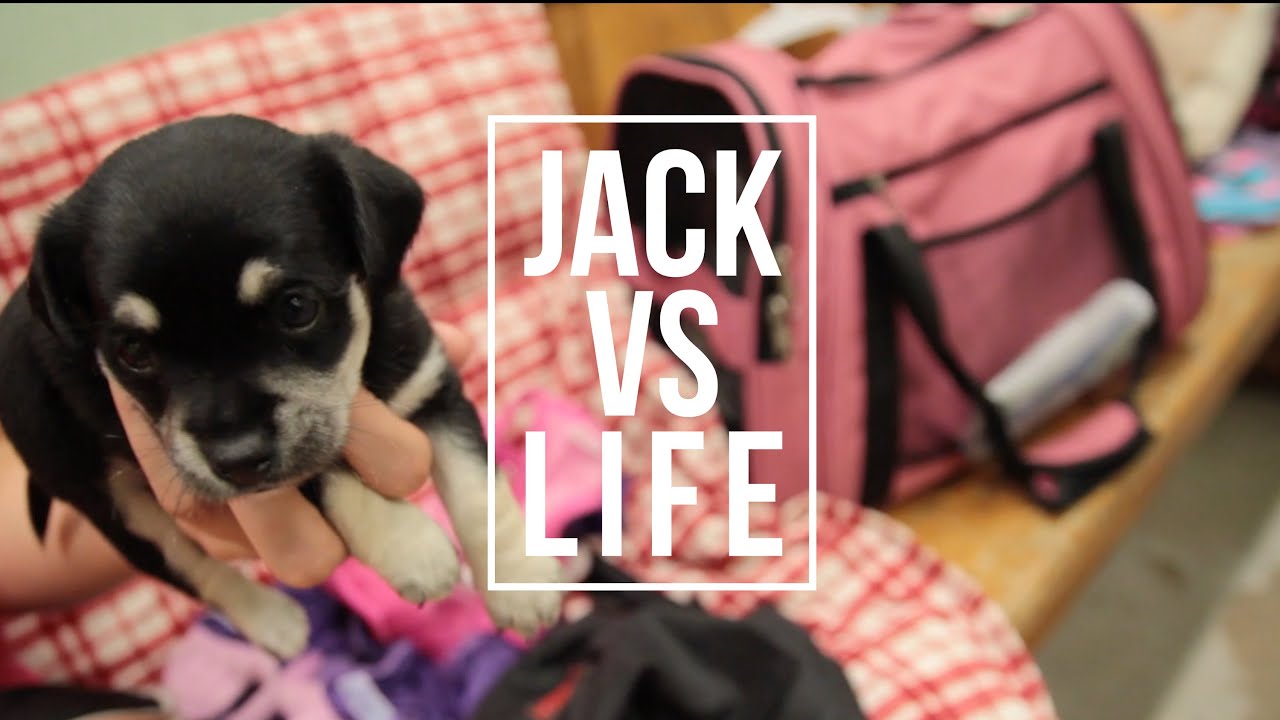 Animal Shelter Alabama | JackVsLife
