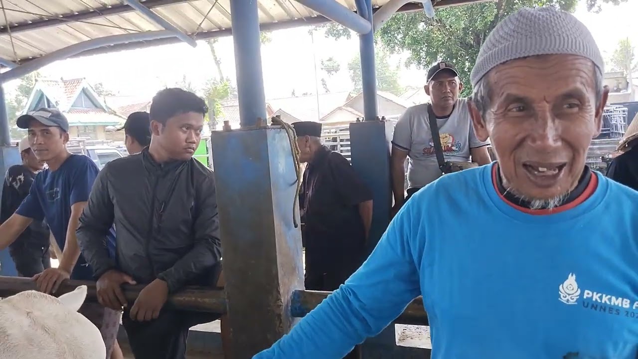 Cek Harga Sapi !!! Berapa disini harga sapi pedetan metal dan lokal ?? 
