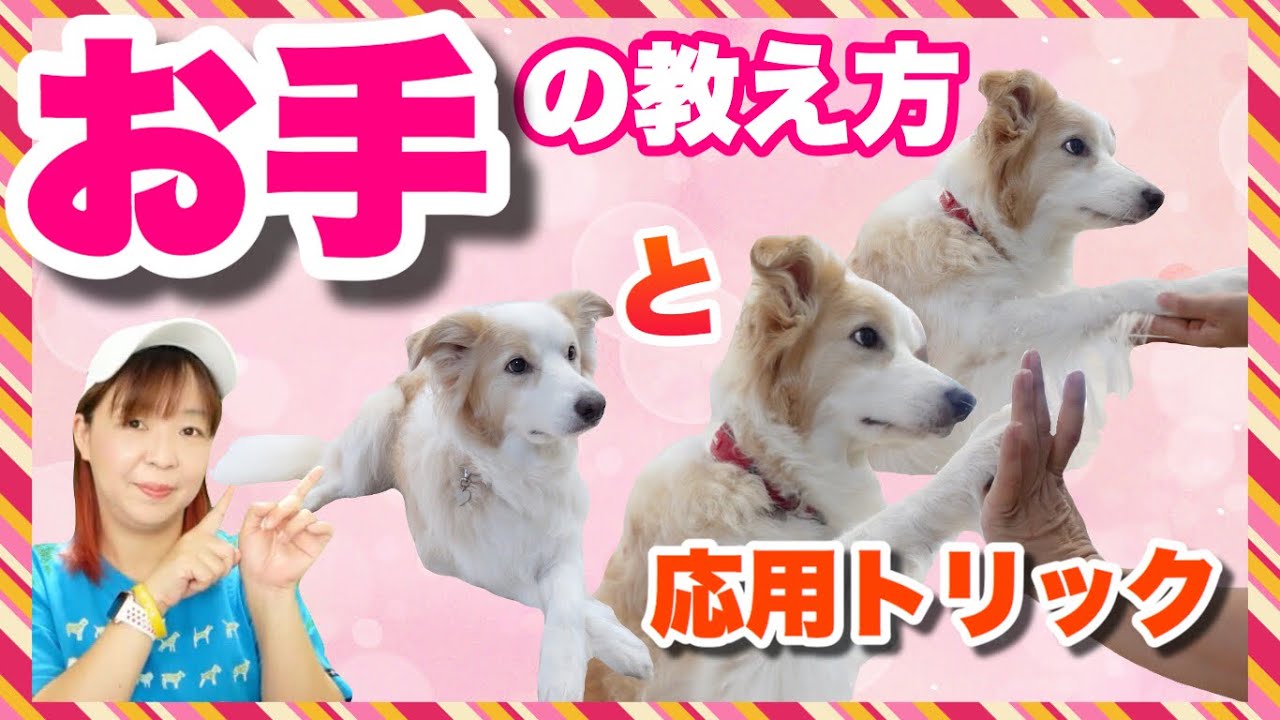 【犬芸】お手の教え方　お手ができたら出来る応用トリックもご紹介！