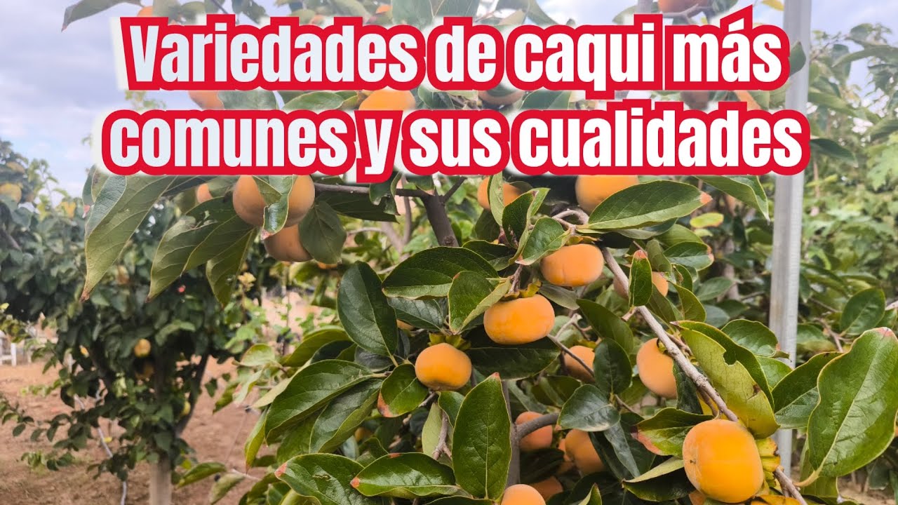 Variedades de caqui más comunes y sus cualidades. ¿ Cual te gusta más?