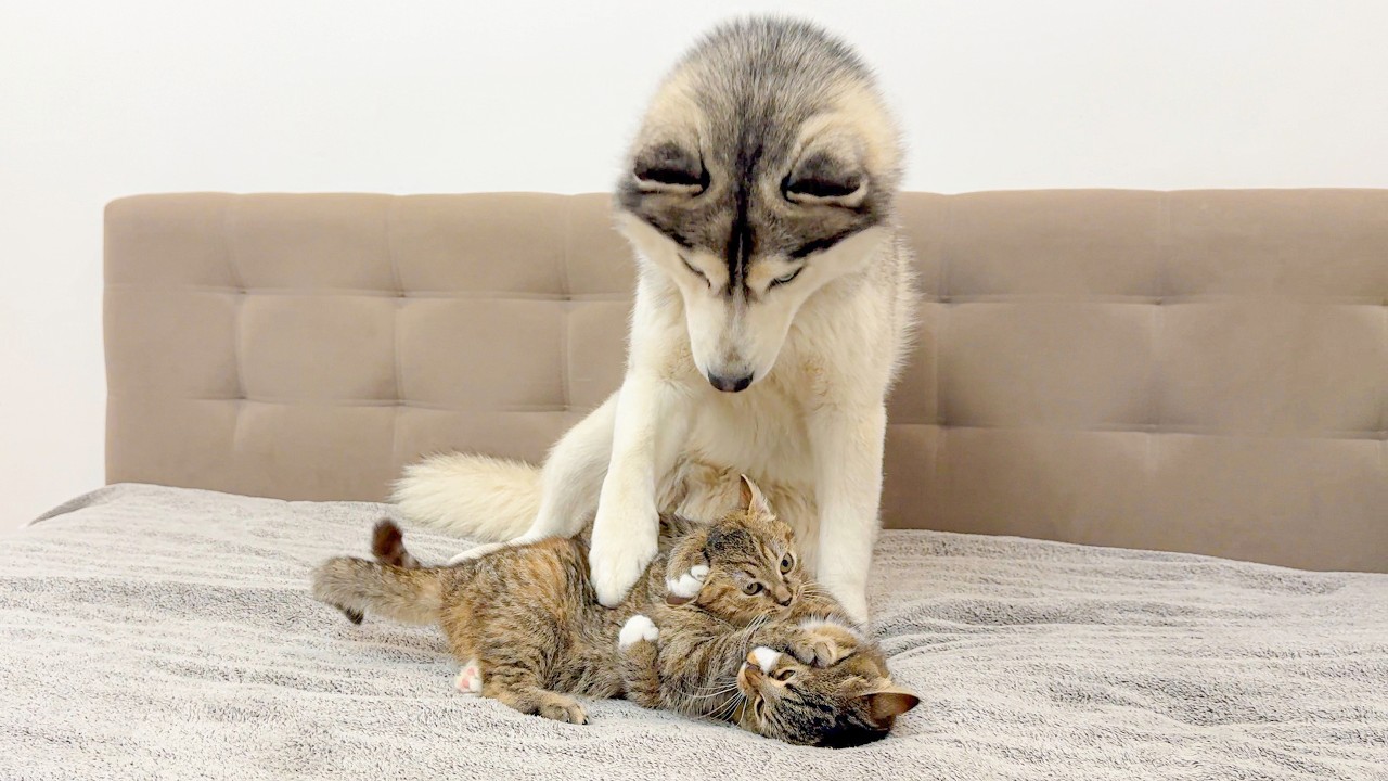 Giant Husky Tries to Stop Kittens Fighting 😂 Funniest Dog Reaction Ever!