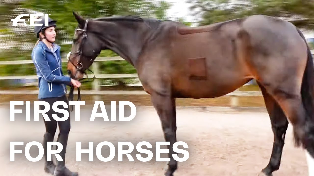 Does your first aid kit for horses include everything it should? | Ashley Harrison Presents