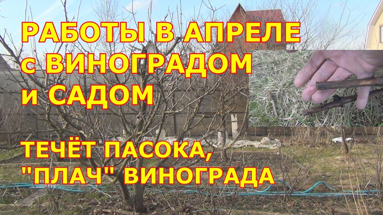 РАБОТЫ в АПРЕЛЕ с САДОМ и ВИНОГРАДОМ. 