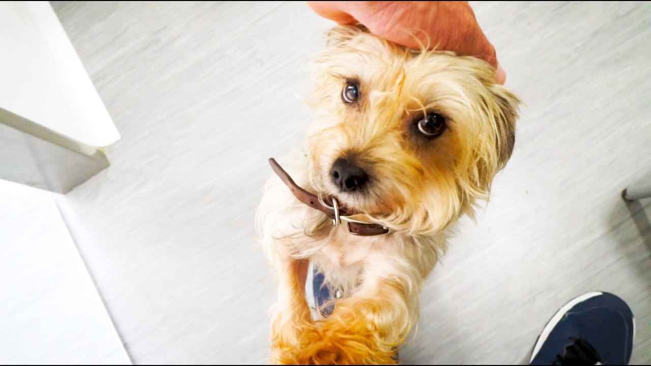 Perrita adorable nos muerde de puro terror pero no te pierdas el final !