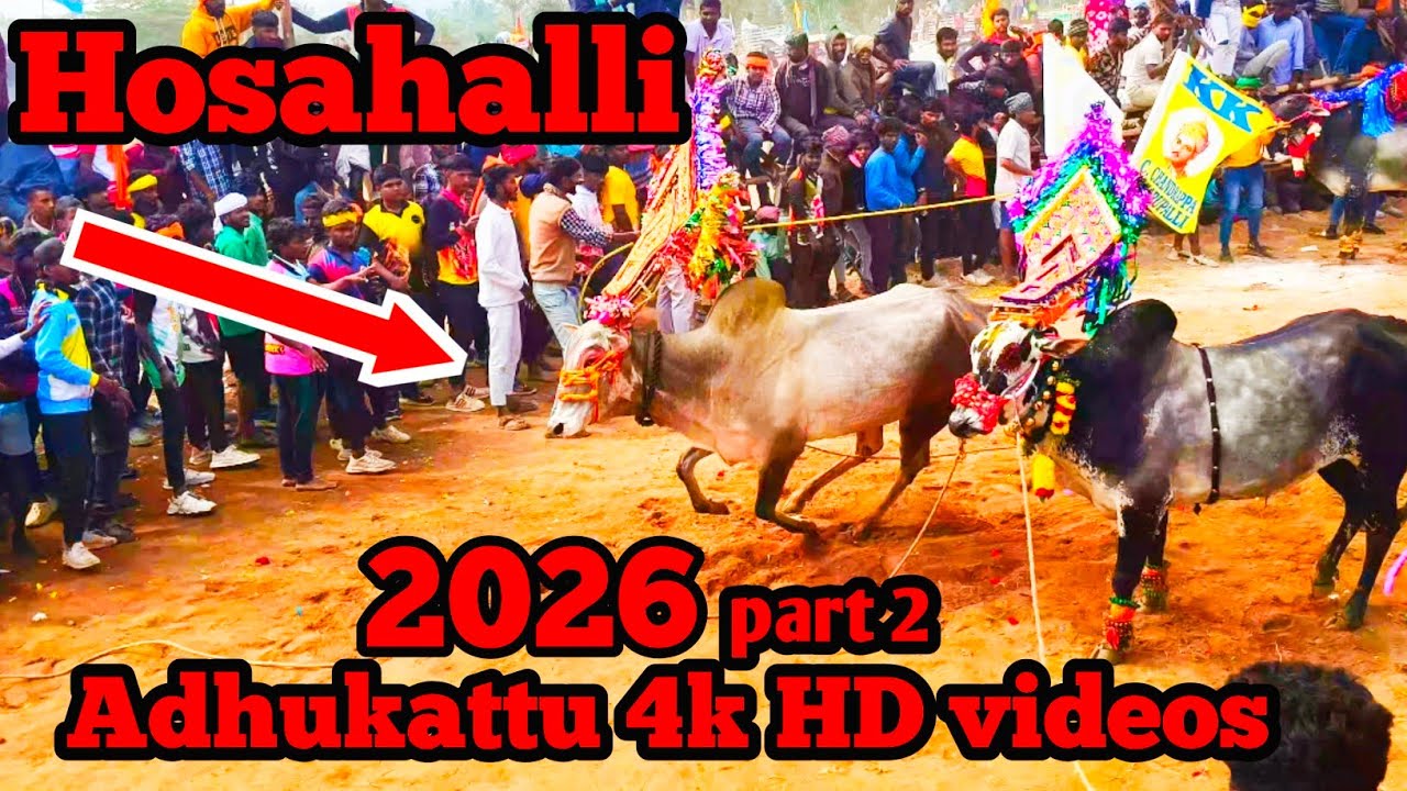 Hosahalli adhukattu 4k HD video part 2 #jallikattu #shortvideo #vairal 