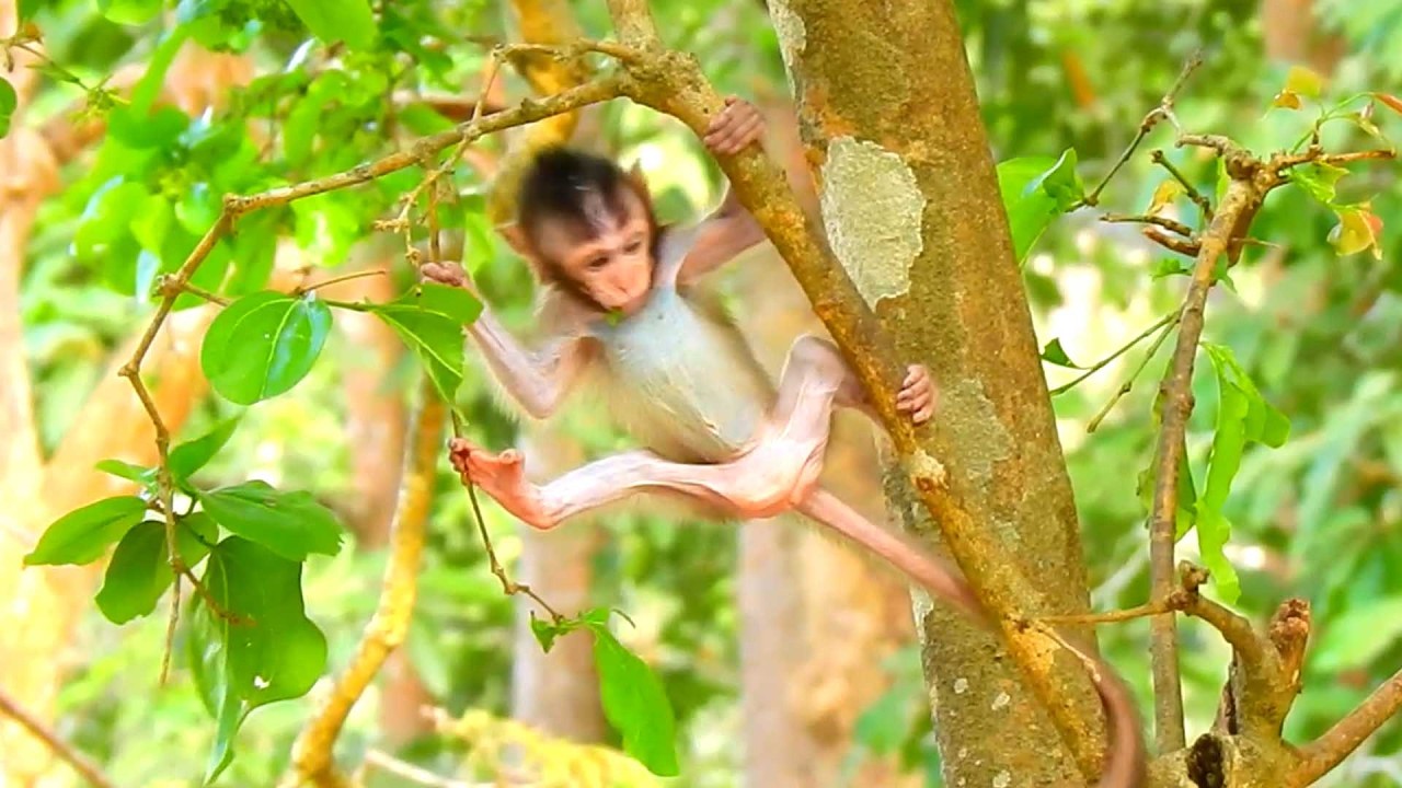 Sweet acting baby, Rose watches tiny monkey play