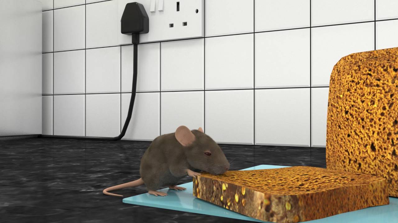 Rodent control and proofing by JG Pest control, mice and rat extermination