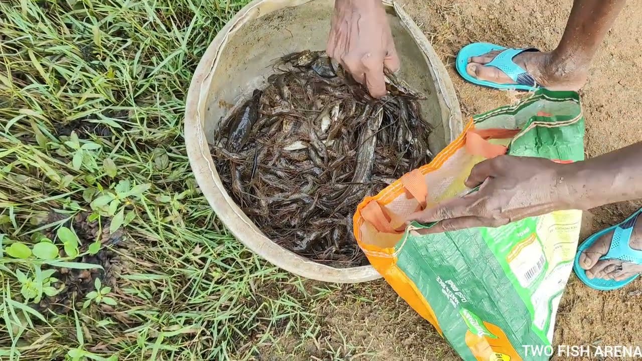 How to trap snakehead fish & prawns@annuponnus99955 