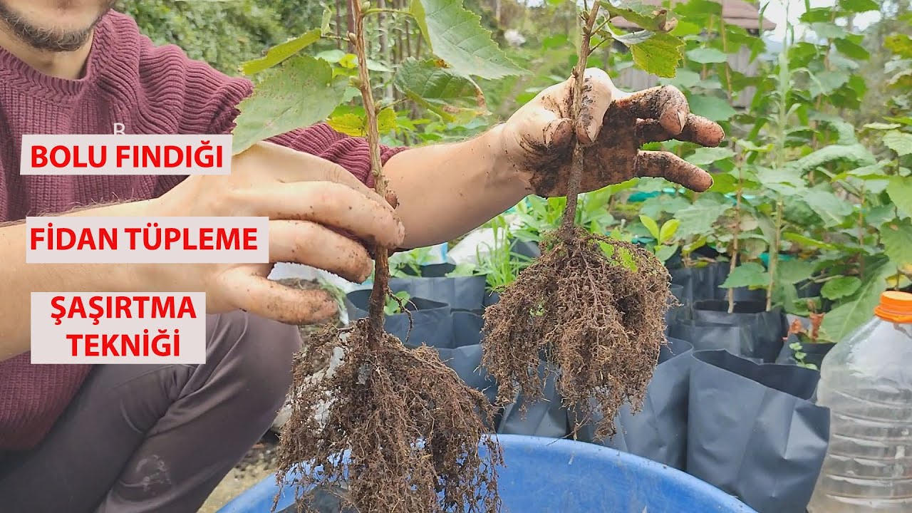 BOLU FİNDIĞI (CORYLUS COLURNA ) TÜPLEME FİDAN ŞAŞIRTMA