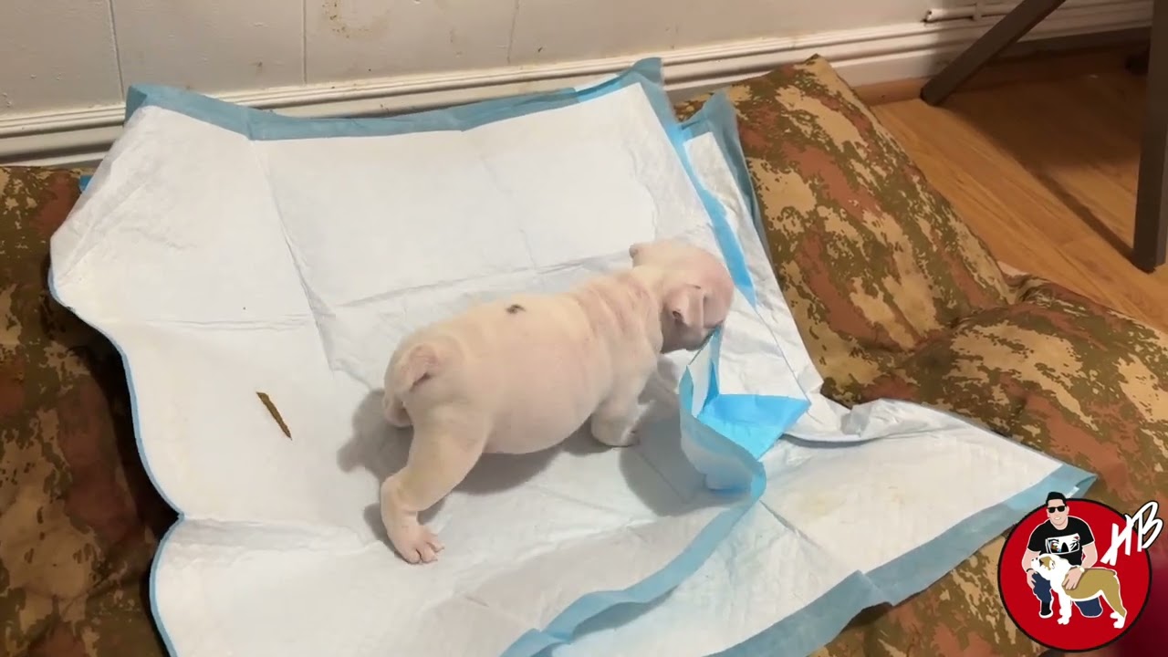 Este medicamento, Si o SI debes tener!! Bulldog Ingles!!