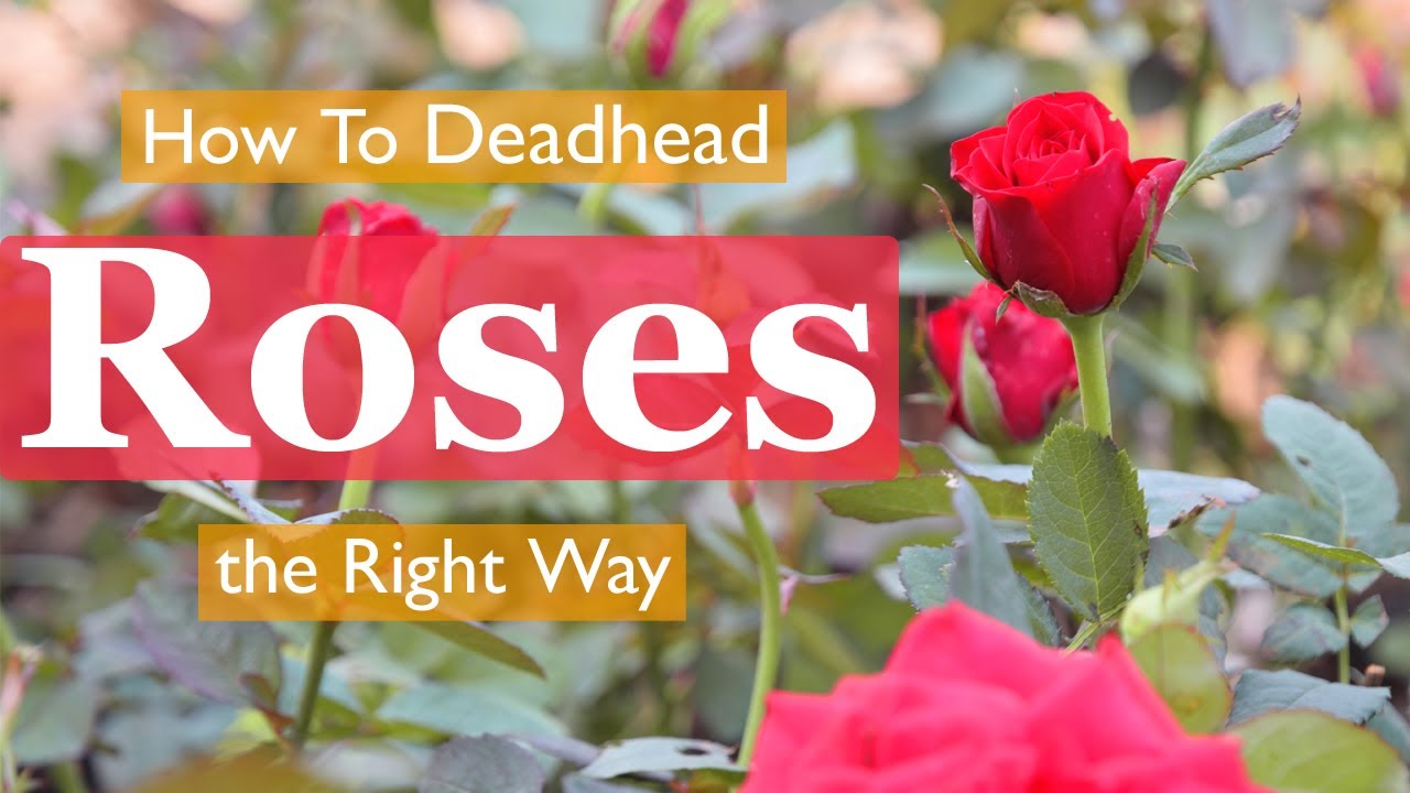 How To Deadhead Roses the Right Way