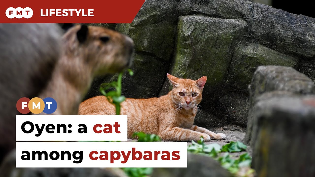 Meet Oyen, Zoo Negara&rsquo;s capybara cat