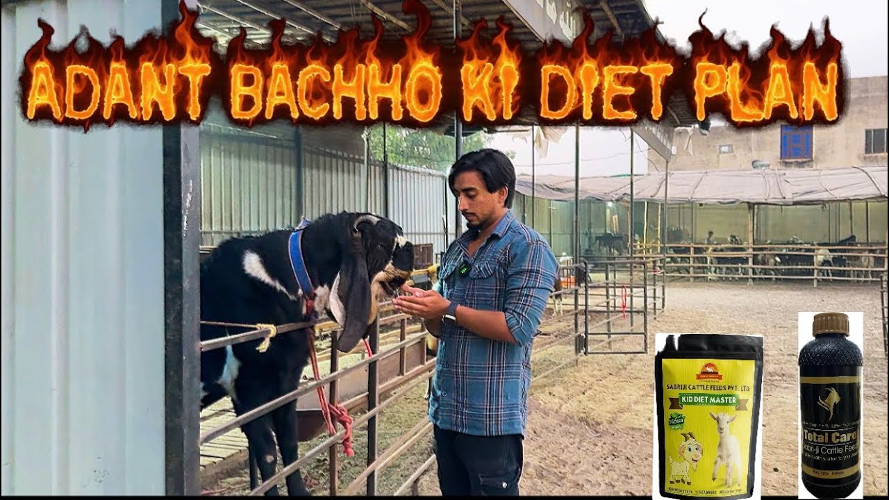 ADANT BACHHO 🐐KA FULL DAY DIET PLAN||CHOTE BAKRI KE BCHHO KO KYA KYA KHILAYE GROWTH KE LIYE