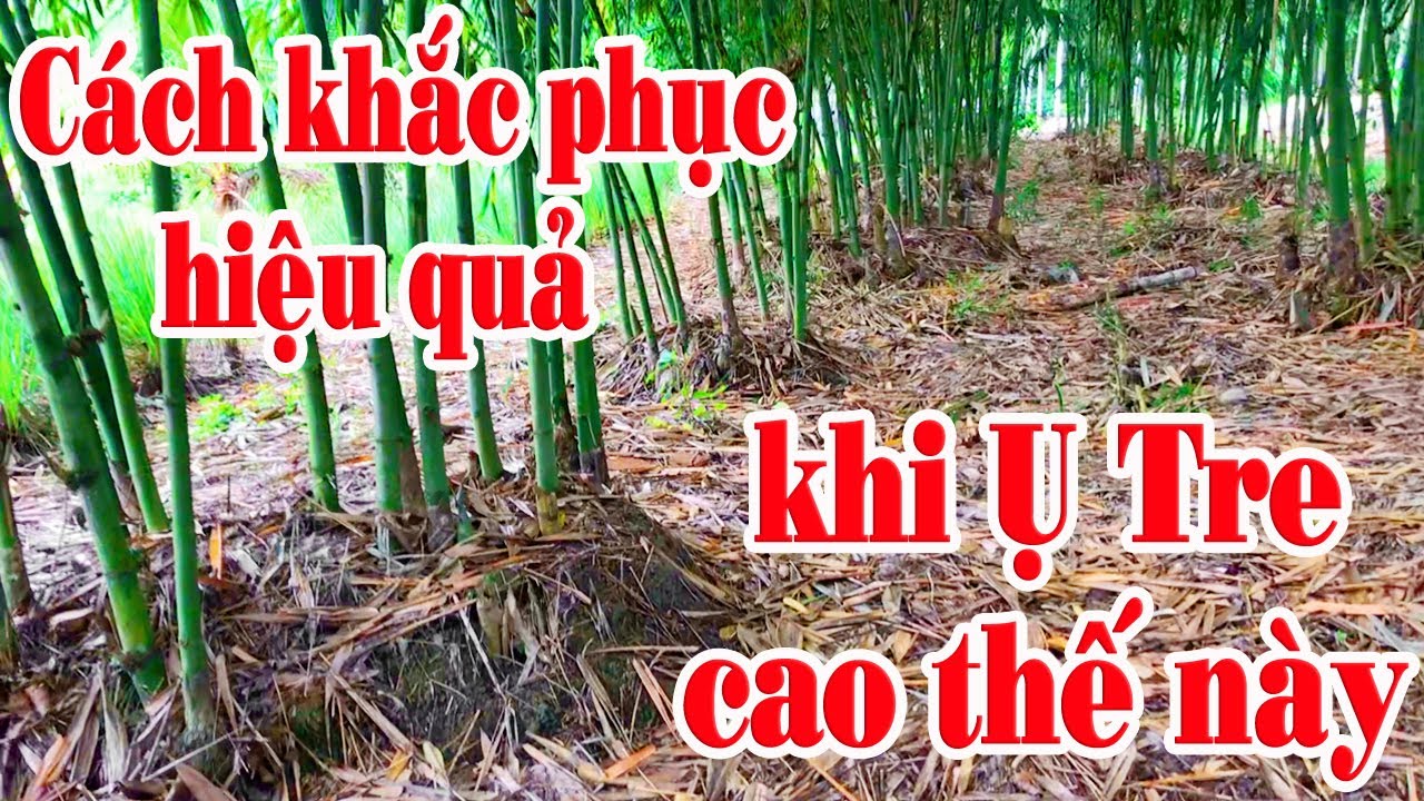 Tre Điền Trúc || so sánh giữa 2 vườn tre sắn măng sai kỷ thuật rồi đắp đất vào sẻ như thế nào