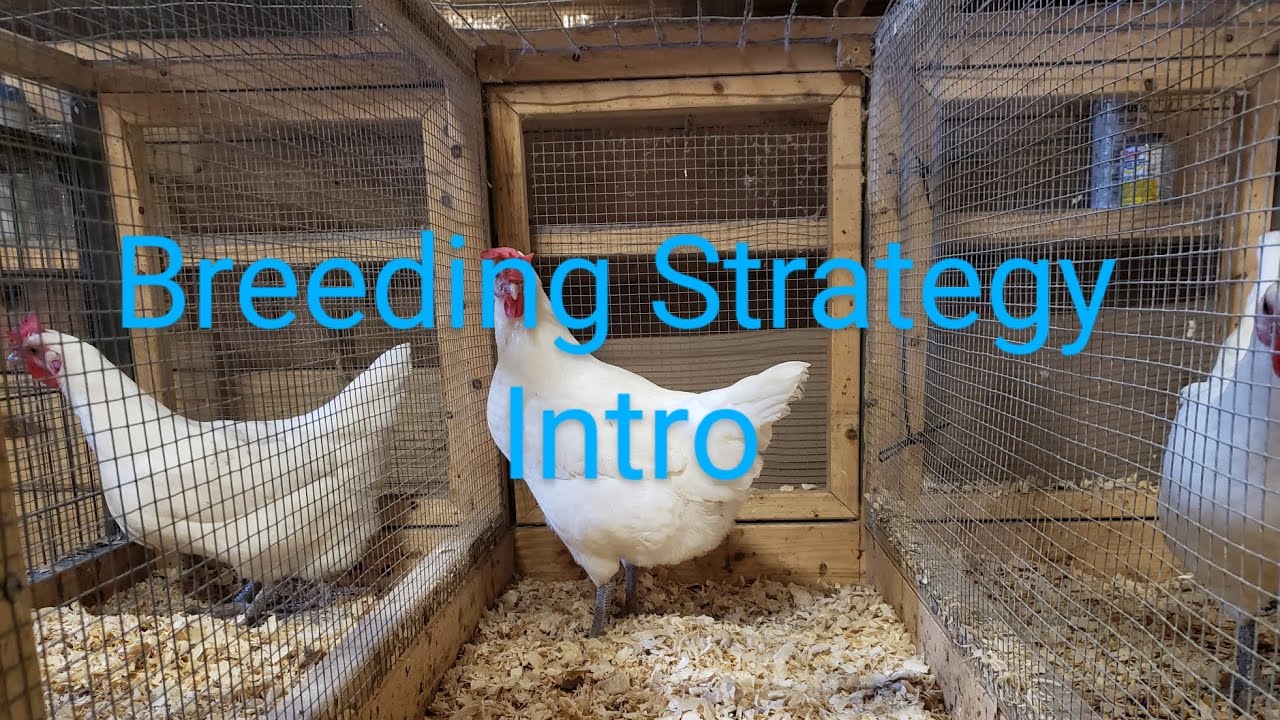 American Bresse - Topical breeding strategy info