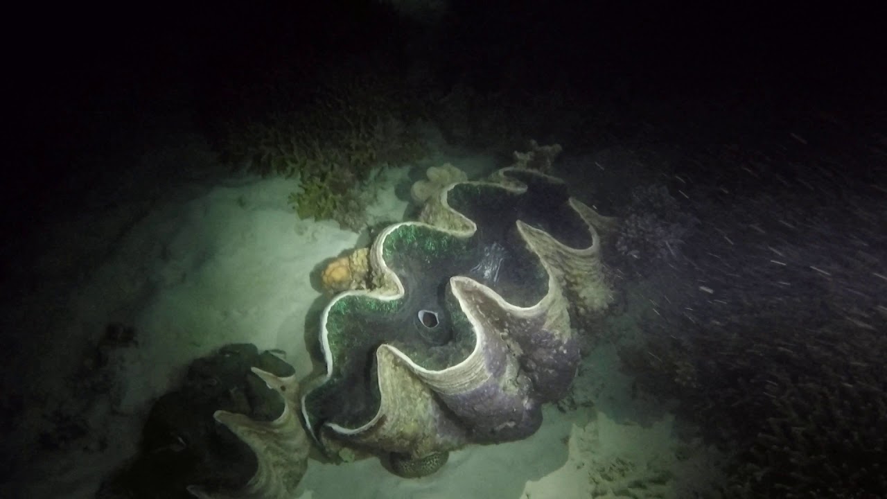 Fluorescent Clamp: Great Barrier Reef Night Dive