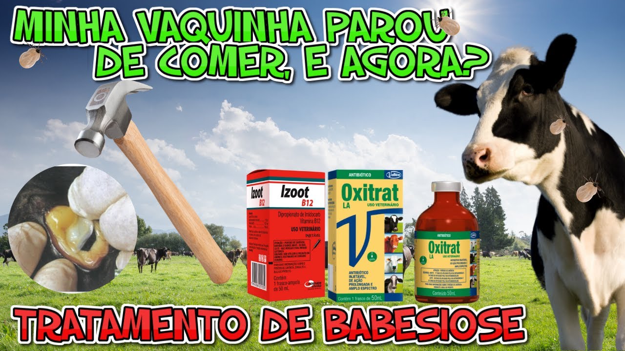 TRATAMENTO DE BABESIOSE!