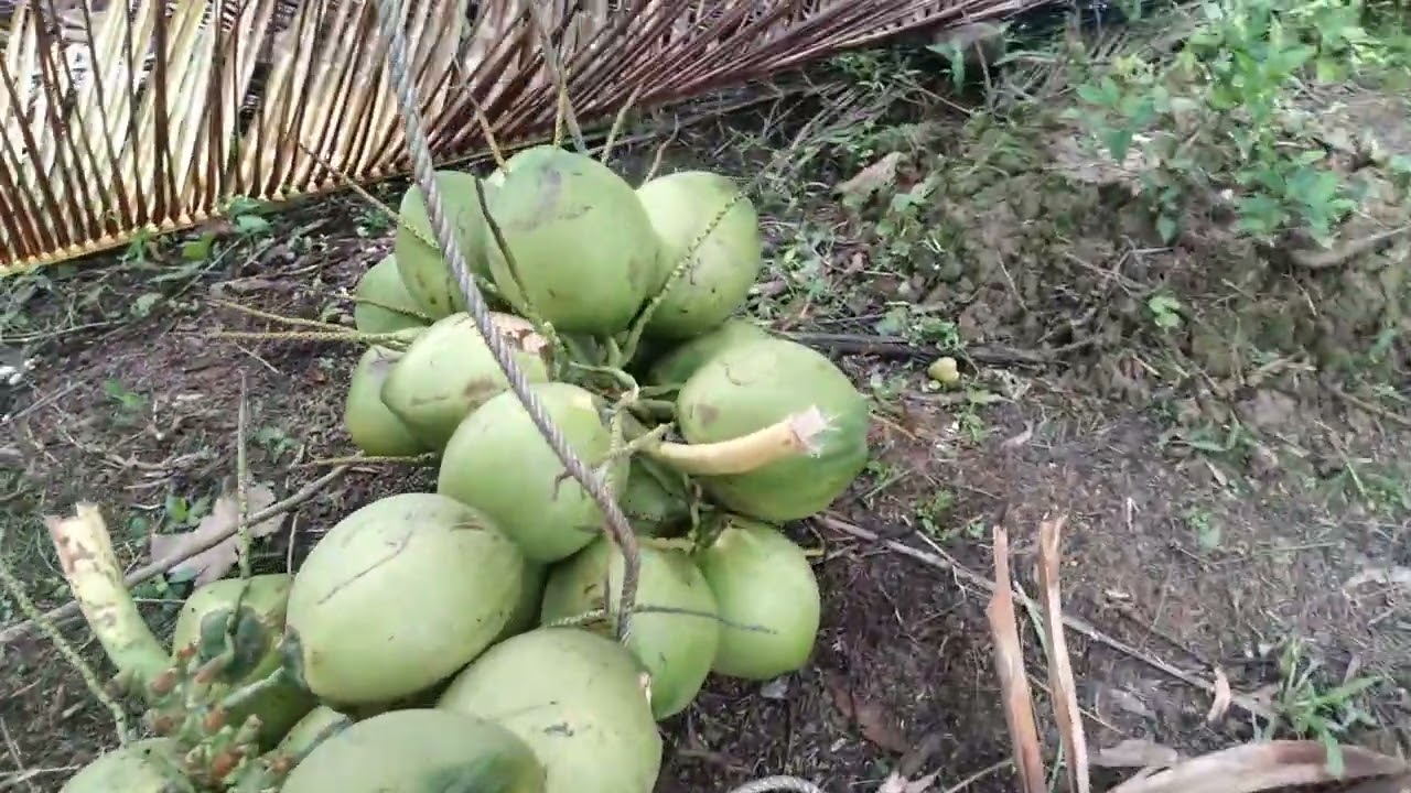 Thiết bj leo dừa 
